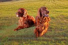 bild_010