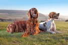 bild_011